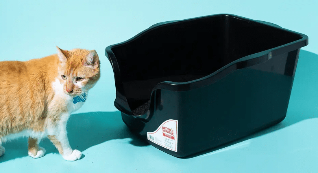 Premium Cat Litter All-Natural Clumping Cat Litter Review