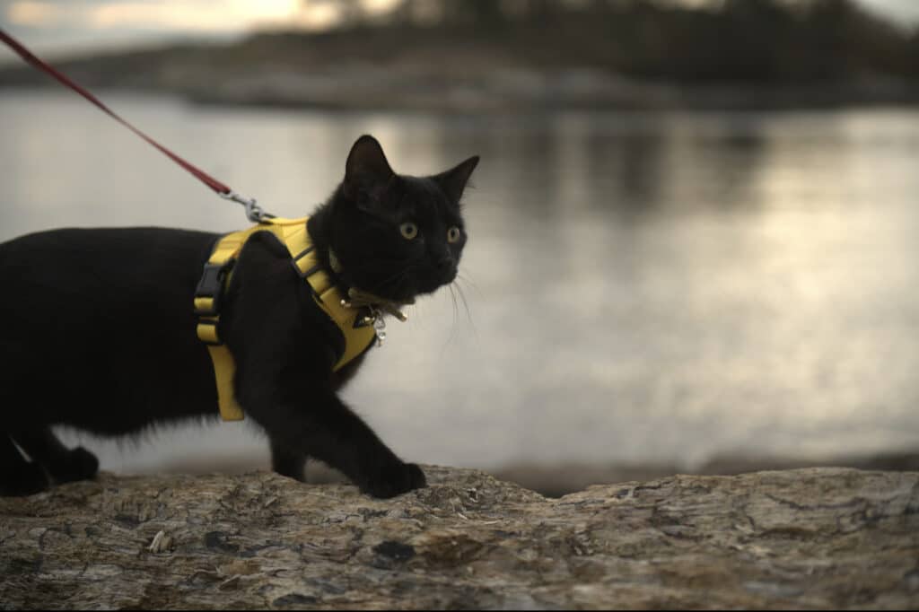 Cat walking on tree trunk