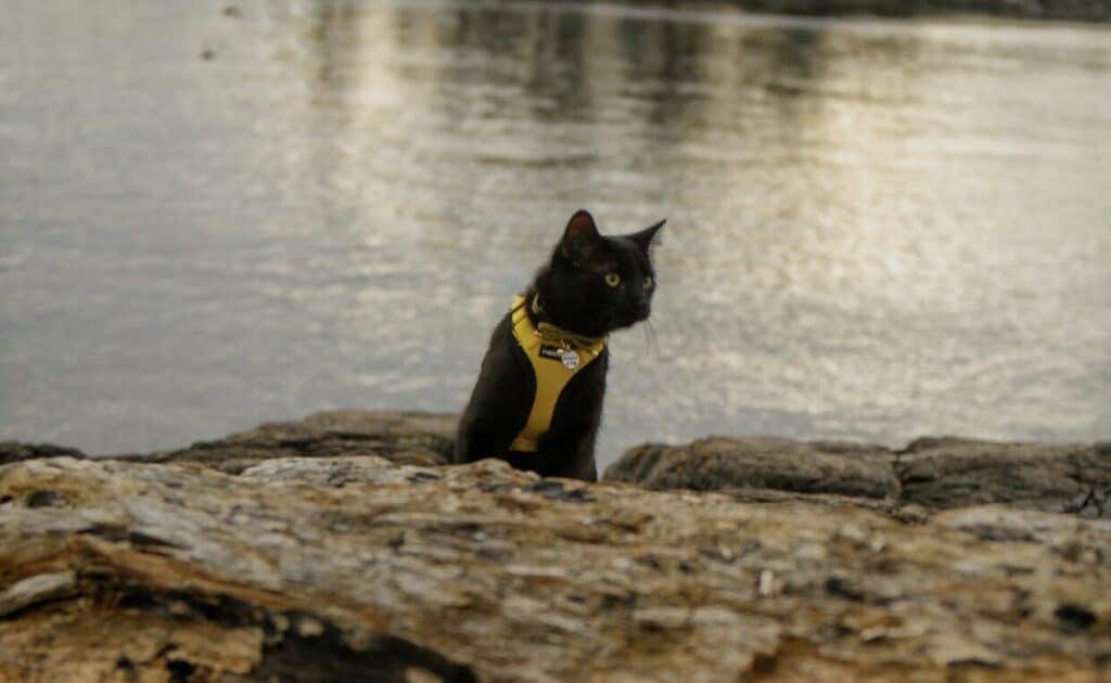 Cat on the beach