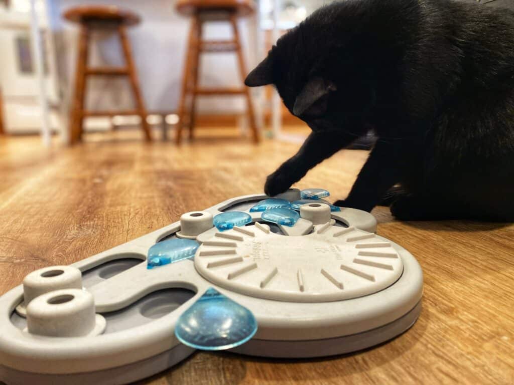 Cat using puzzle Petstages