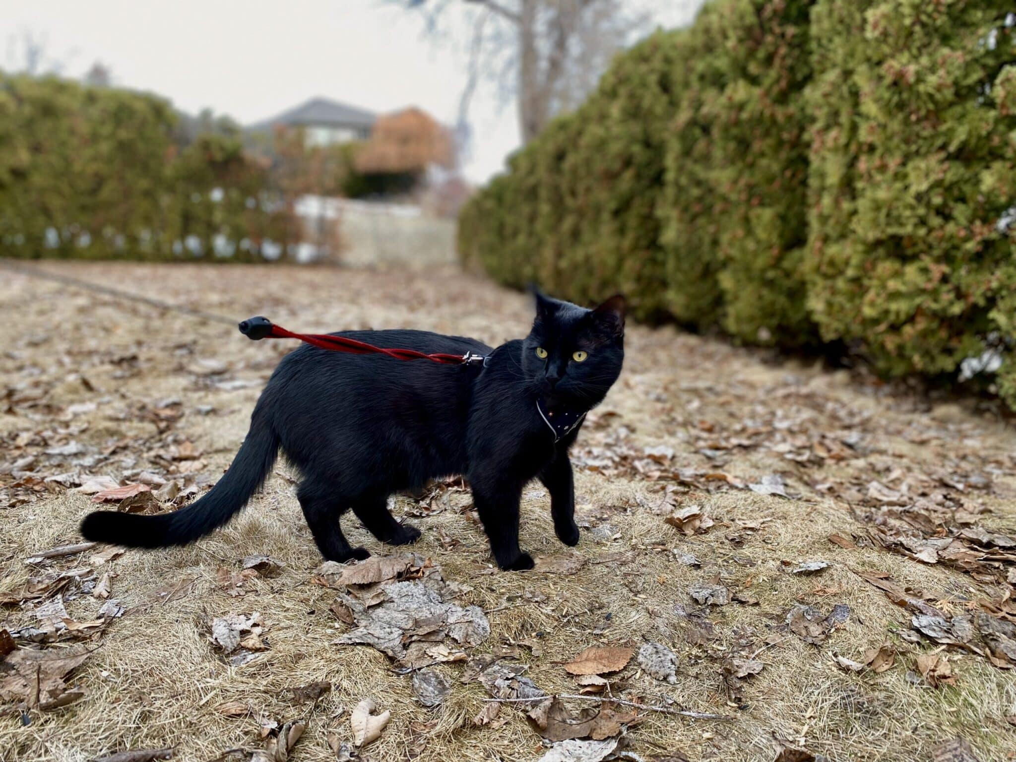 Cat walking on leash