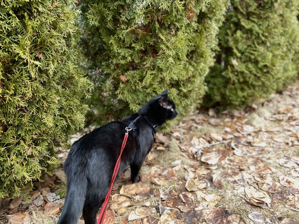 Cat walking on leash