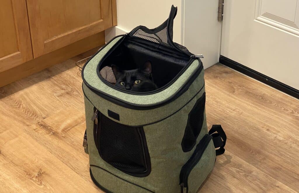 Cat sitting in pet backpack