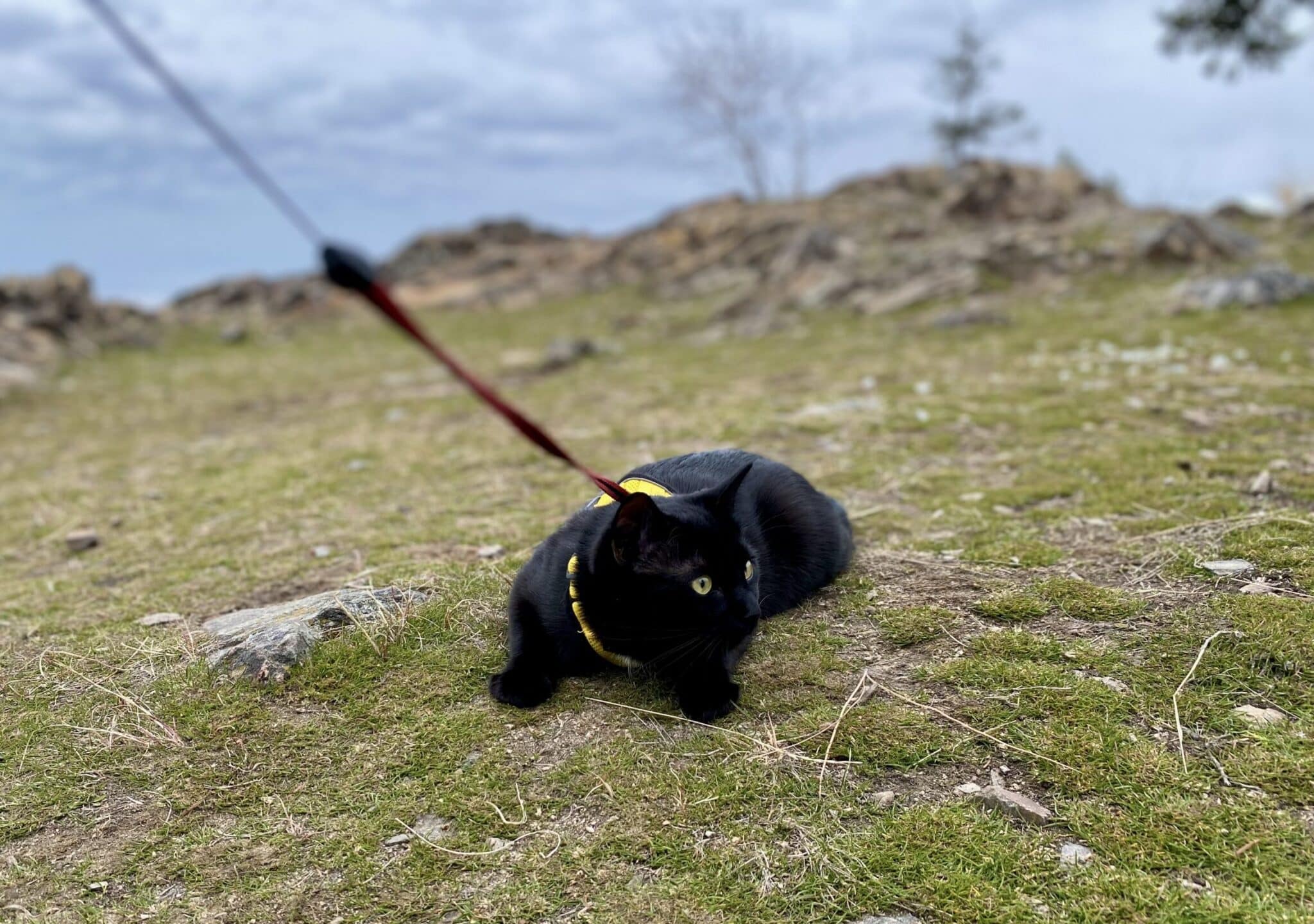 Cat in nature