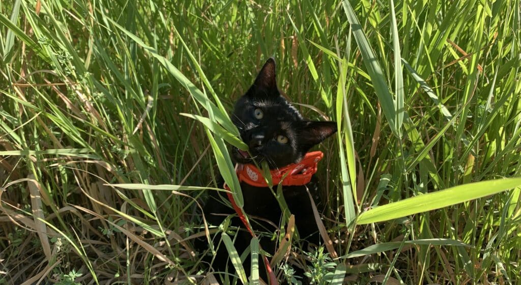 Cat eating grass