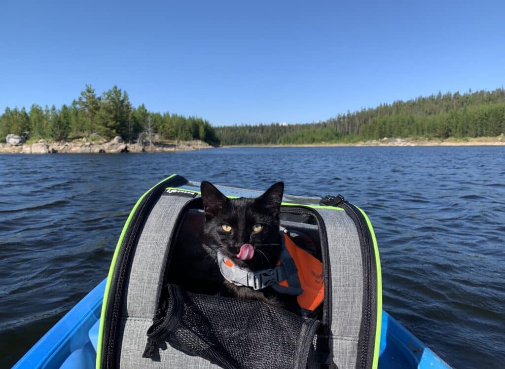 Kayaking with a cat