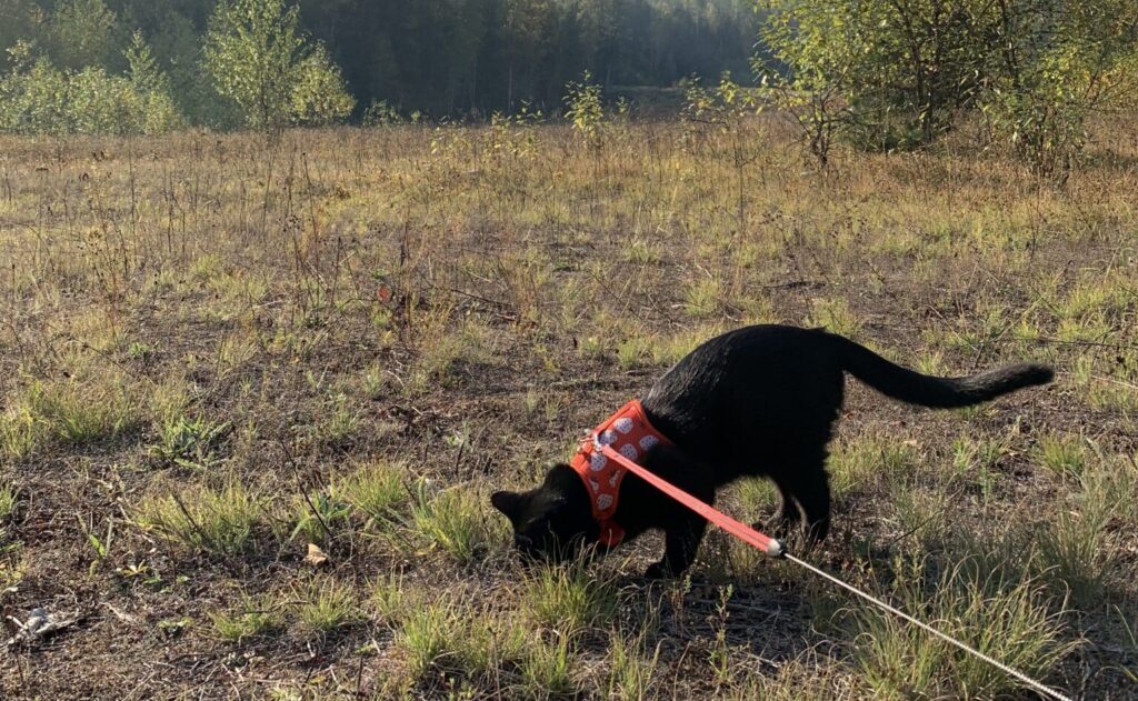 Cat exploring nature