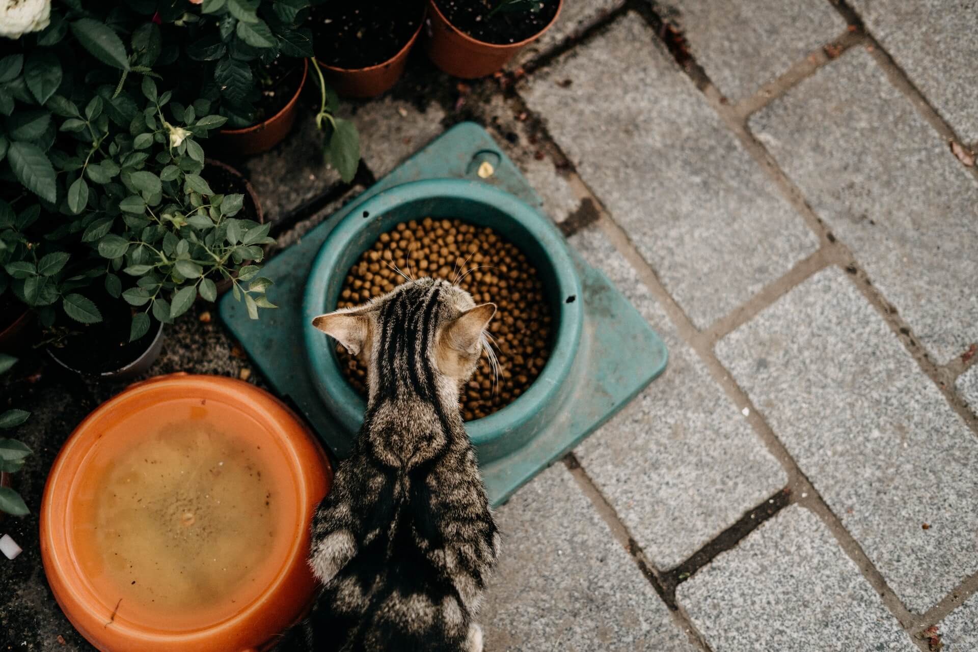 Cat eating kibble