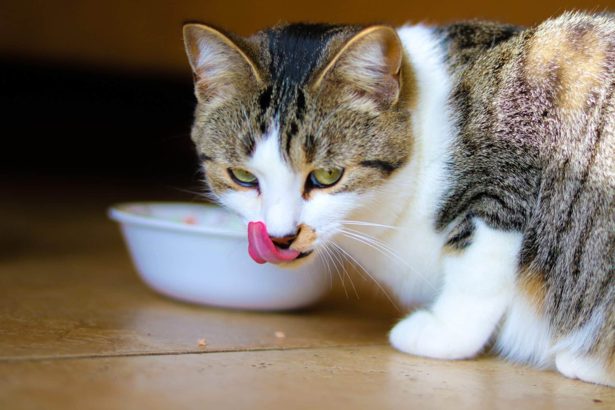 Cat eating from bowl