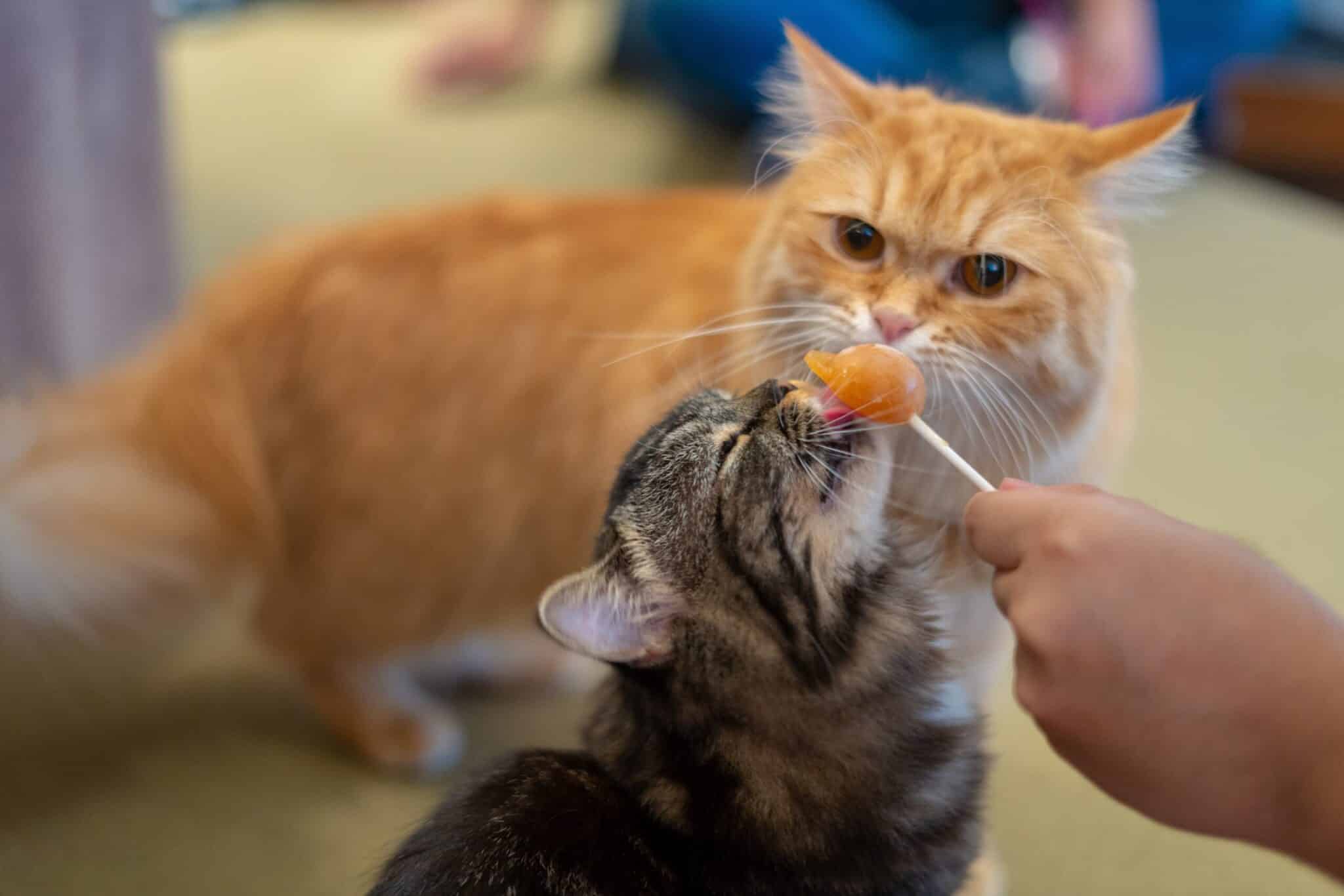 Cats licking treat