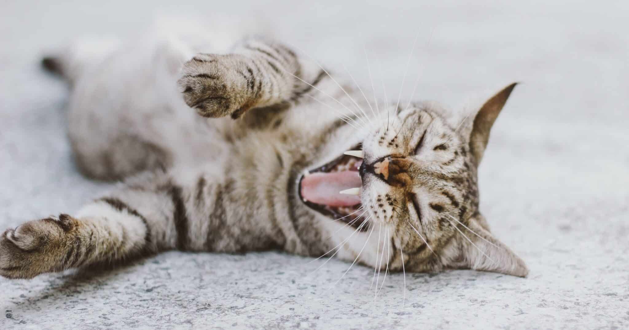 Cat yawning