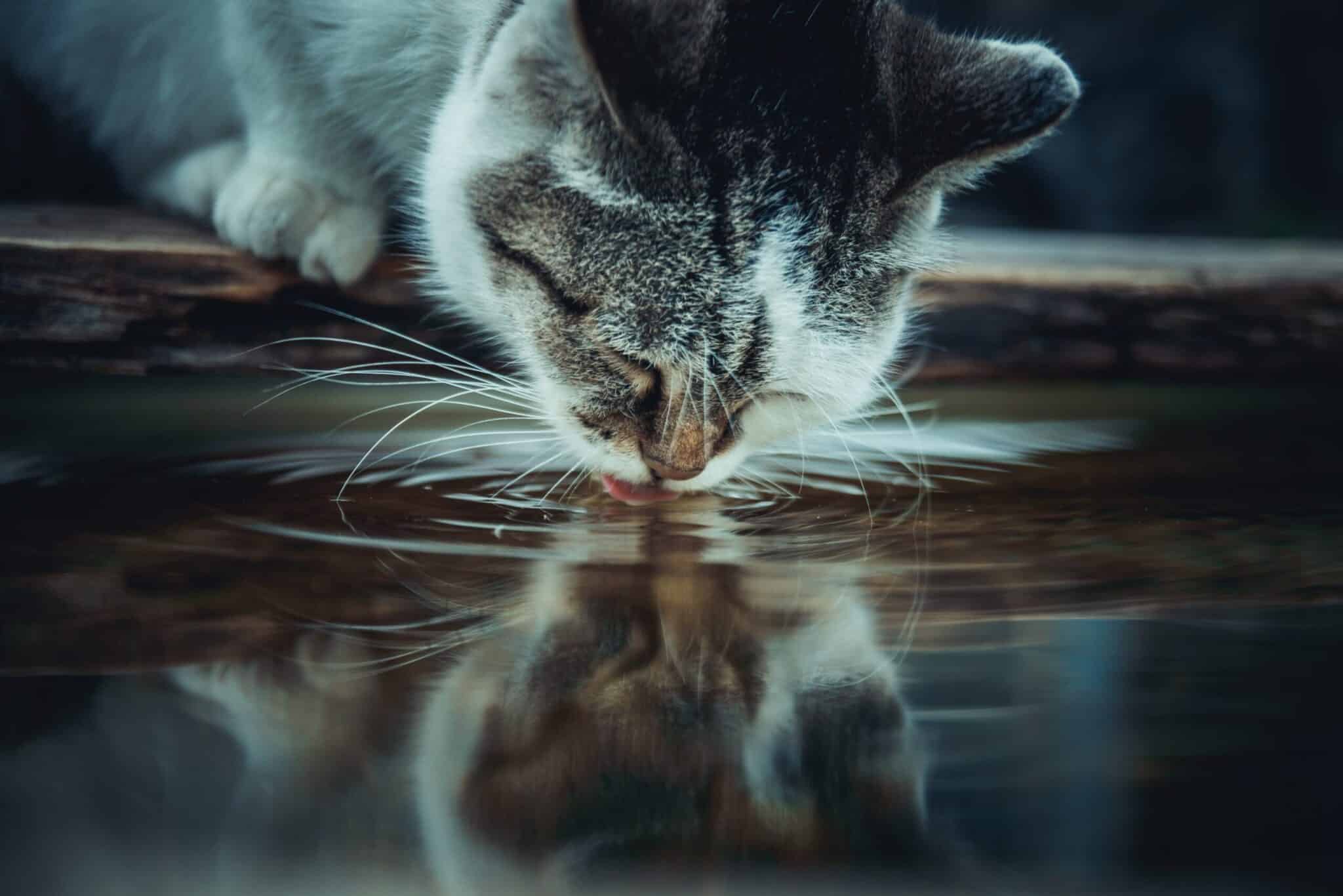 Cat drinking water