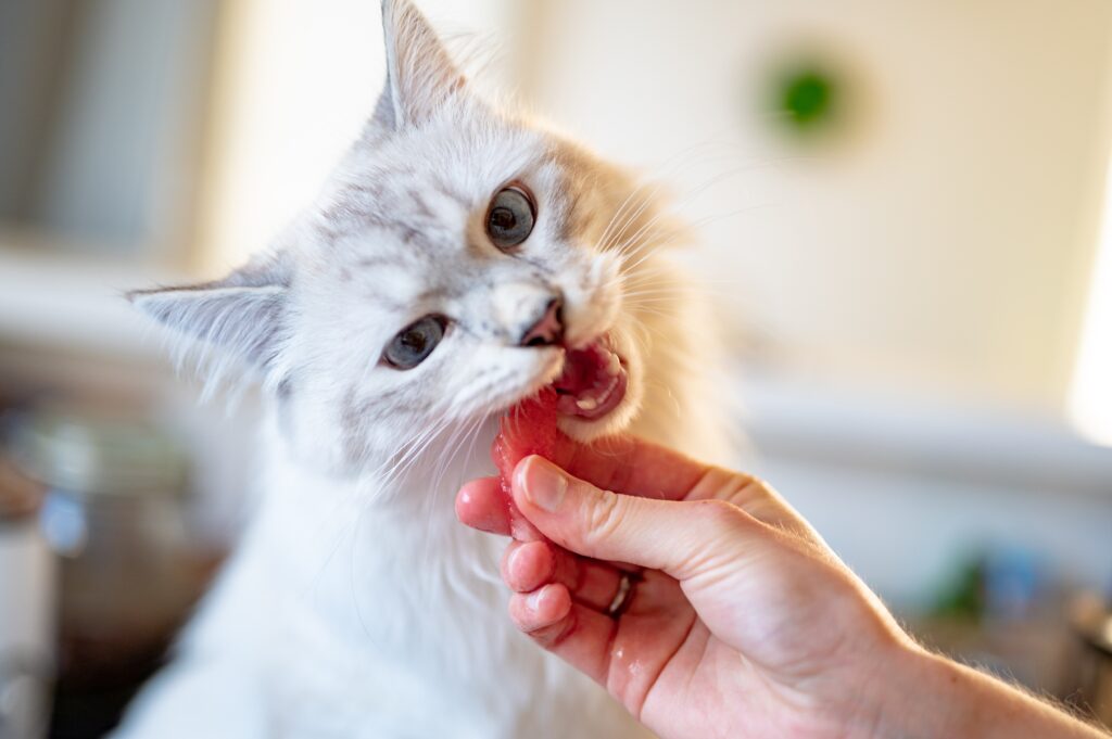 Cat eating fish