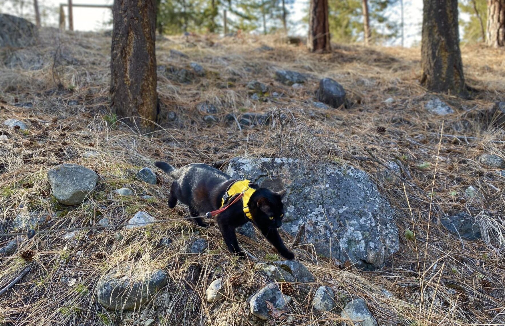 Cat hiking in the forest