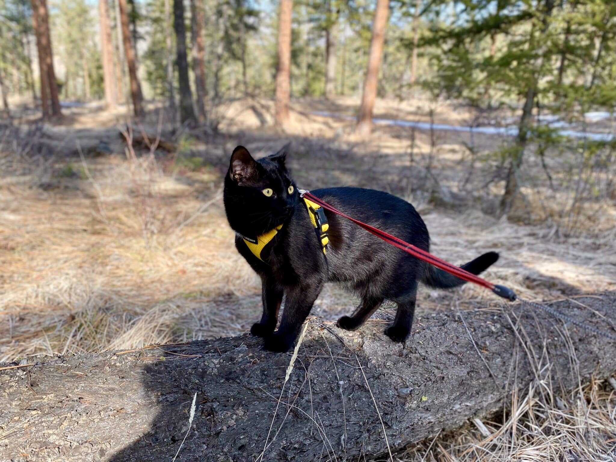 Cat standing on the tree log