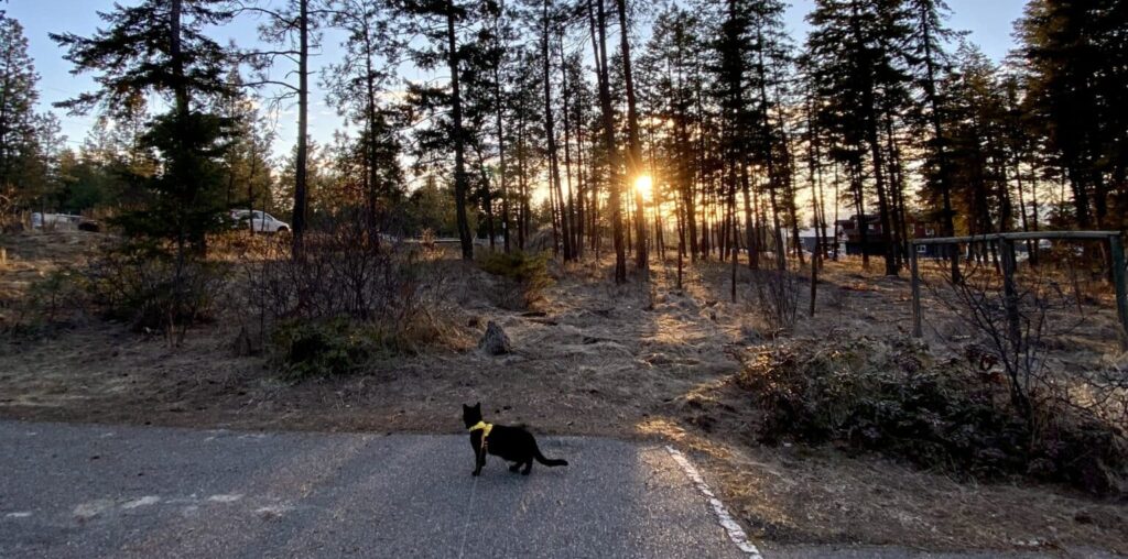 Cat hiking in the forest