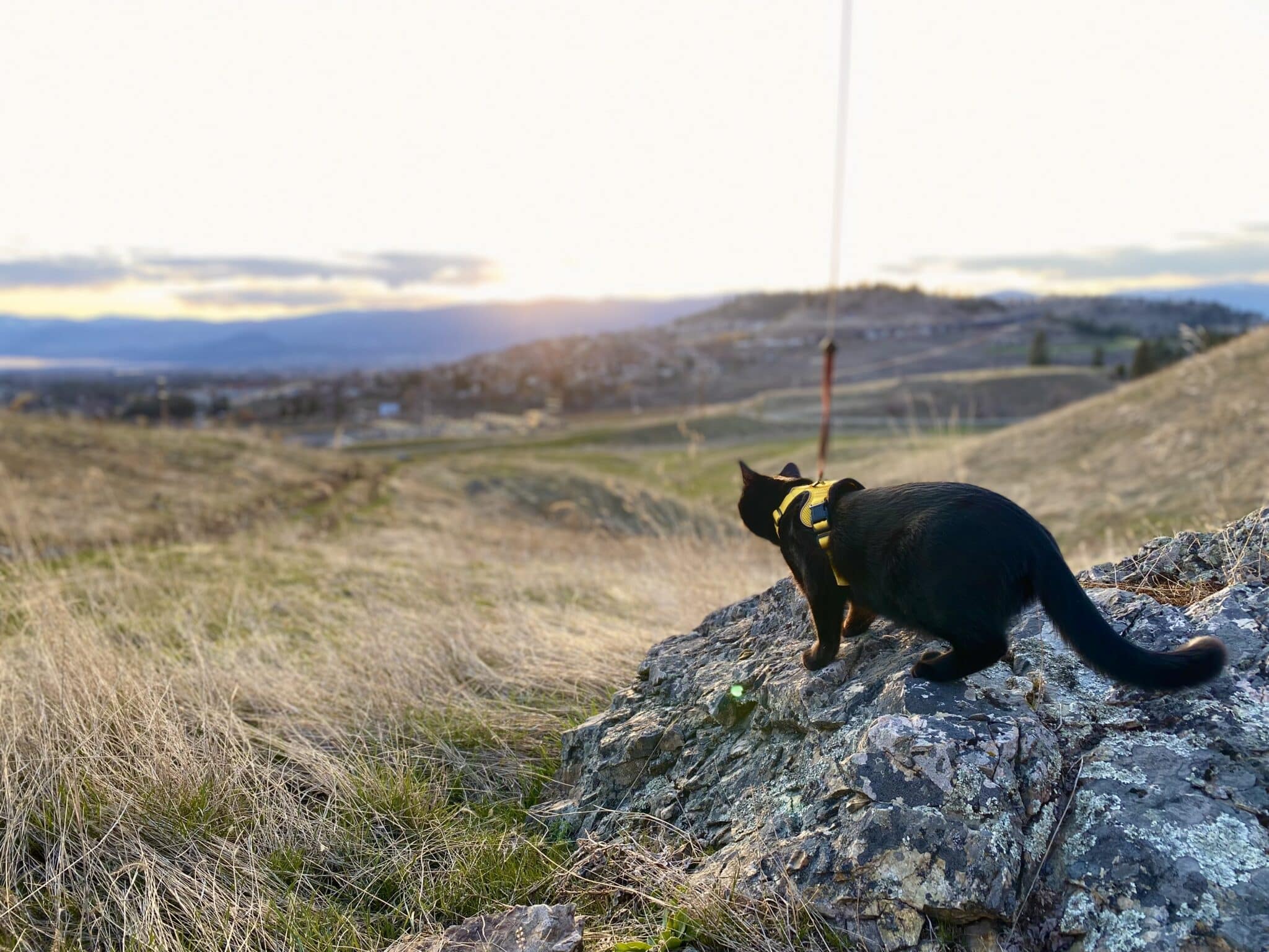 Cat on leash walking outdoors