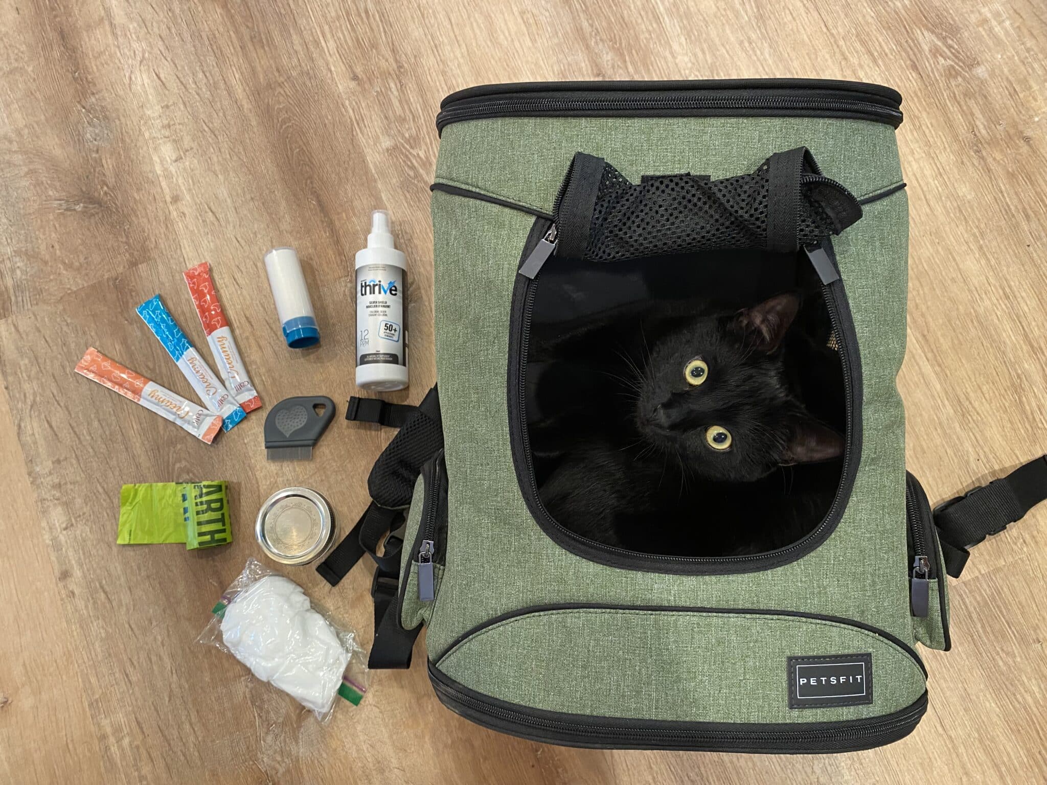 Cat sitting in a cat pack