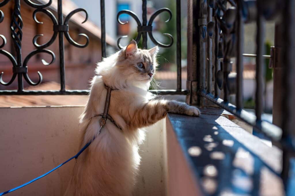 White cat wearing harness and looking out from balcony