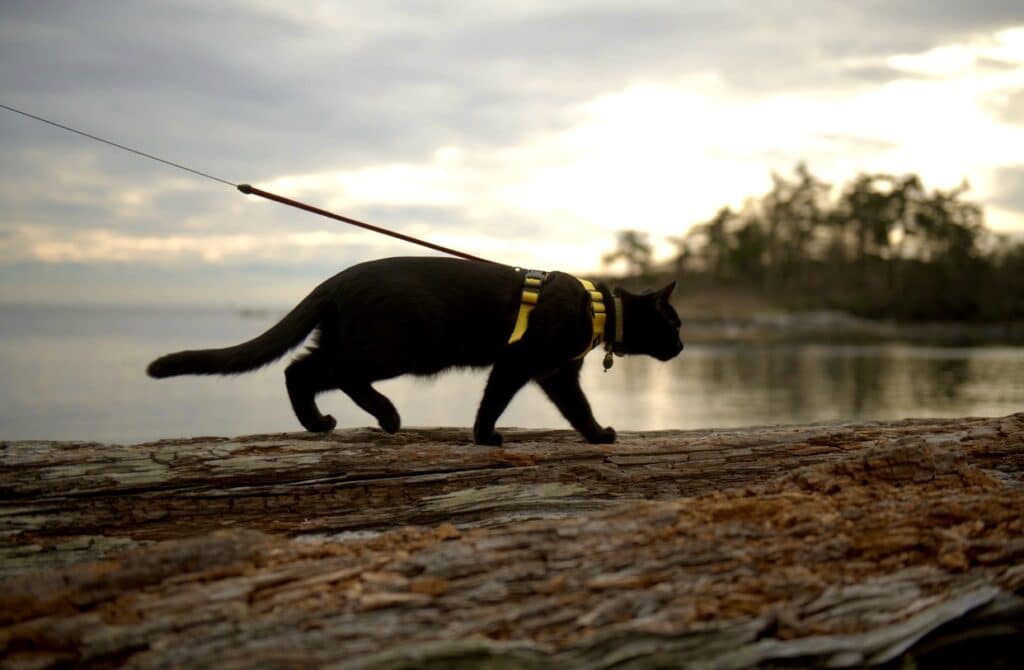 Cat walking on tree log