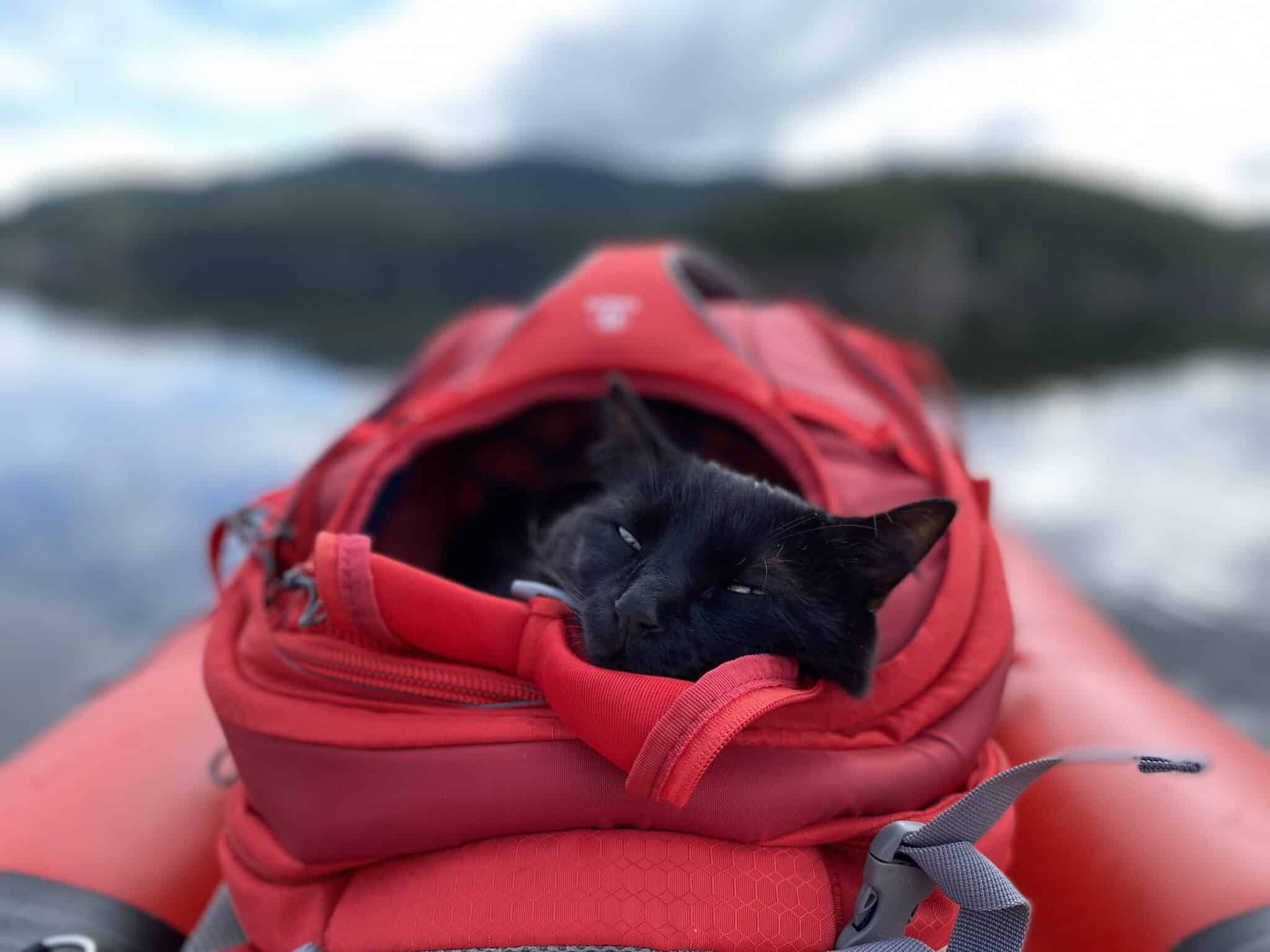Cat sleeping in pet backpack