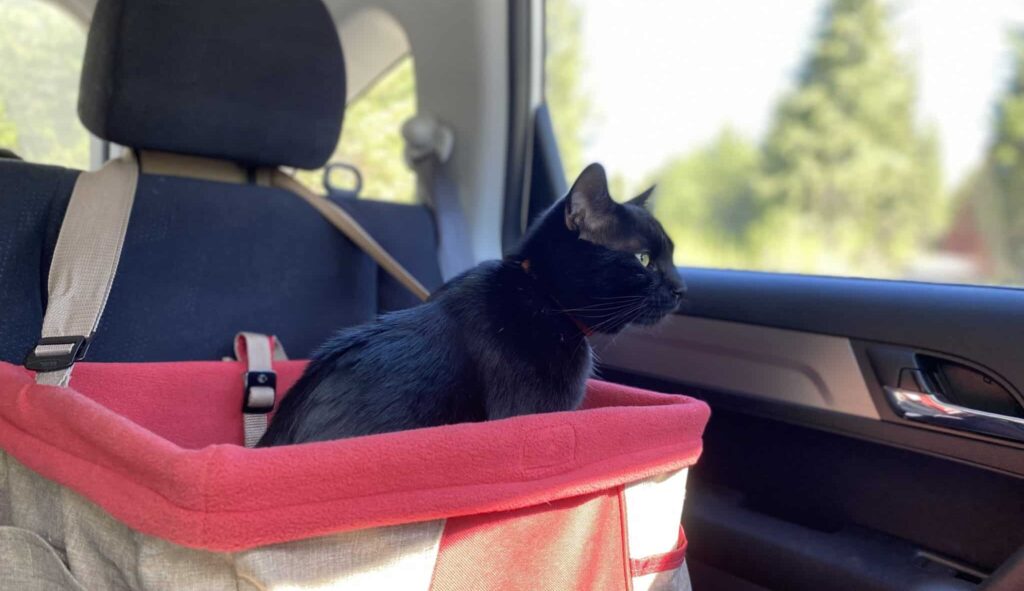 Cat in pet booster seat