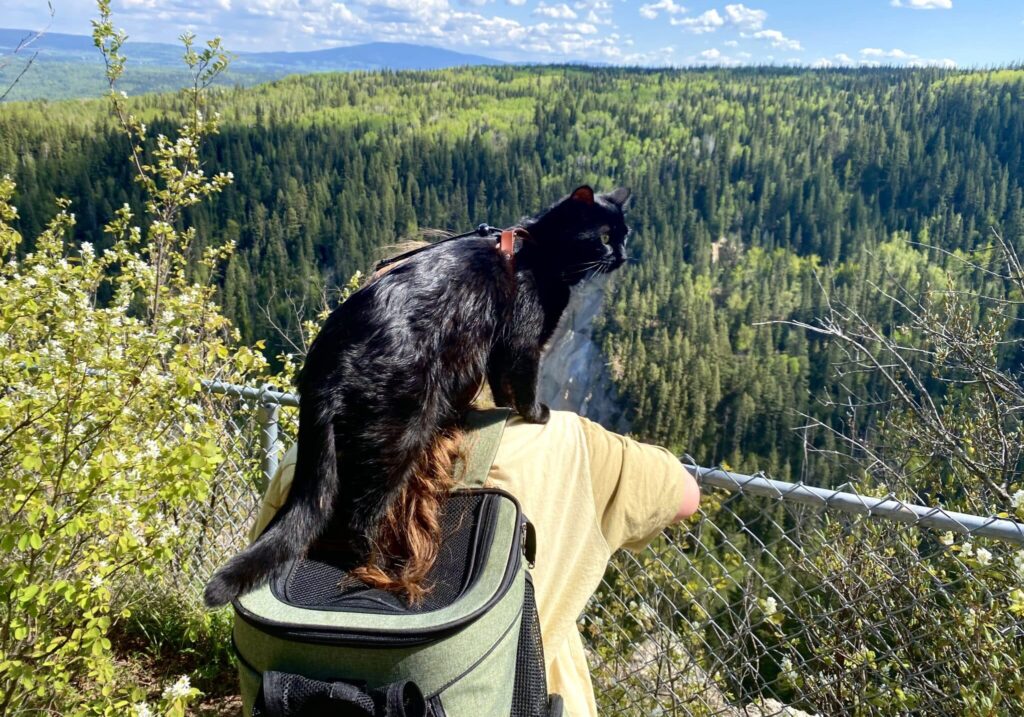 Cat sitting on woman's shoulders