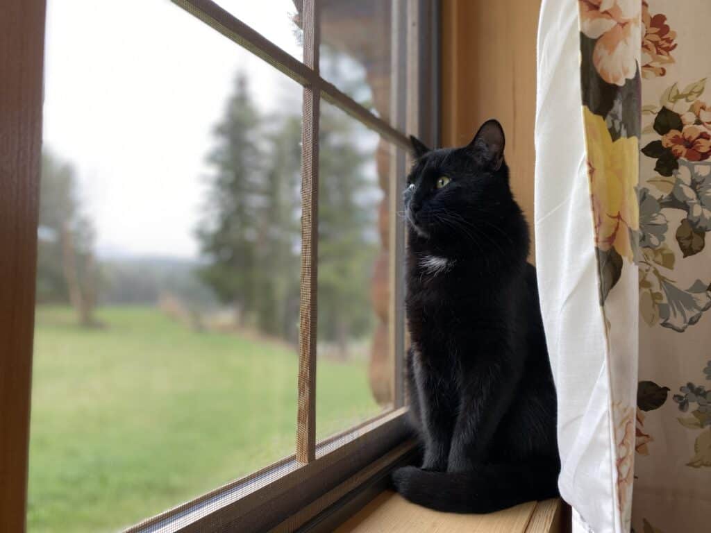 Cat on a window sill