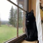 Cat on a window sill
