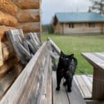 Cat walking on a bench