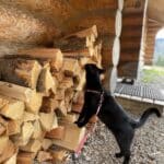 Cat exploring a rustic cabin