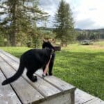 Cat exploring a rustic cabin