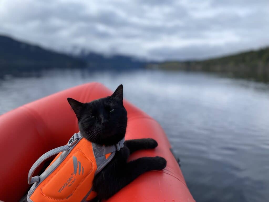 Cat on a kayak