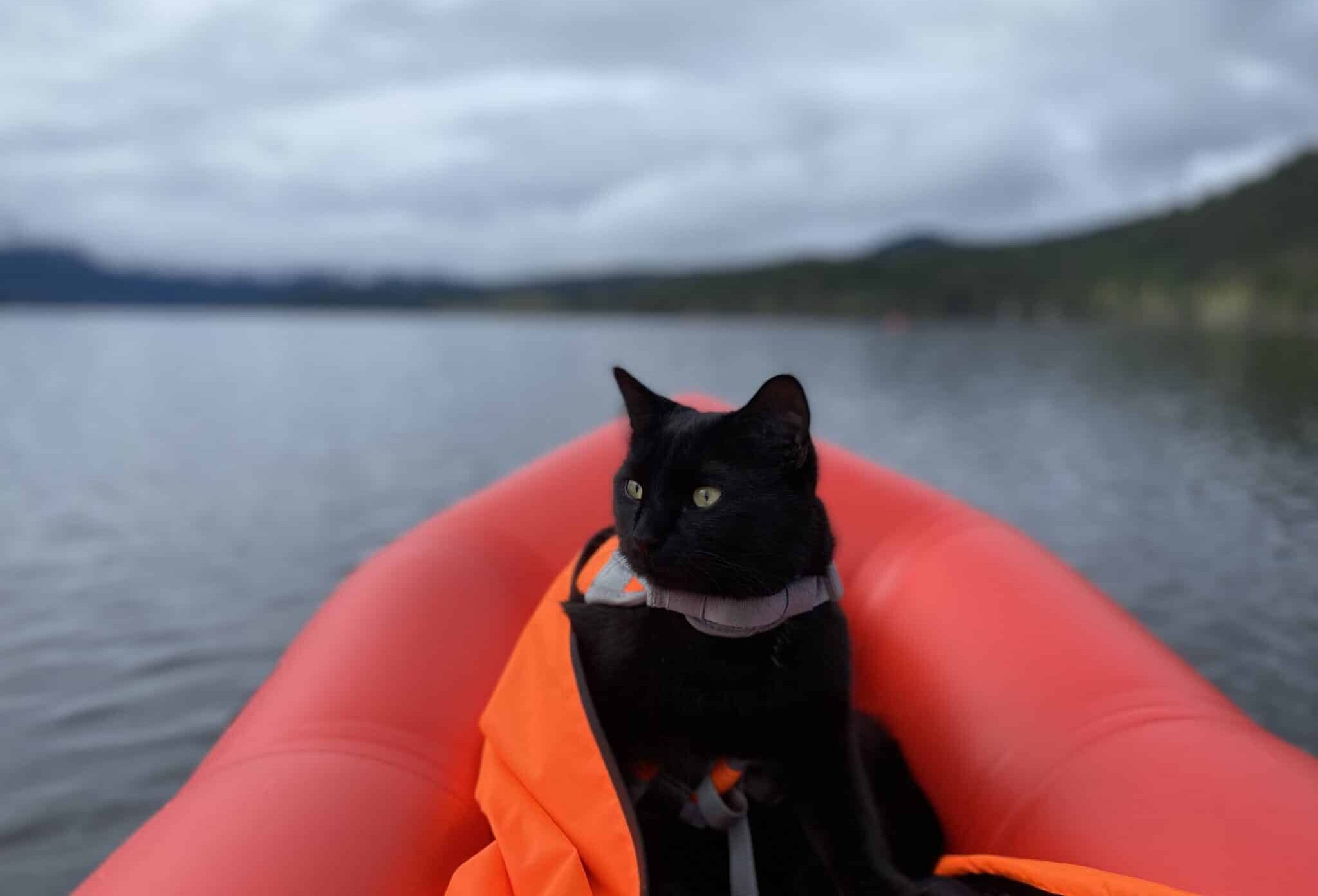 Cat on a kayak