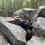 Cat exploring rocks