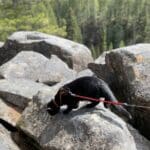 Cat exploring rocks