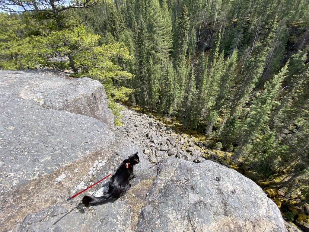 Cat exploring rocks