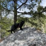 Cat exploring rocks