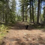 Cat on a trail in the forest