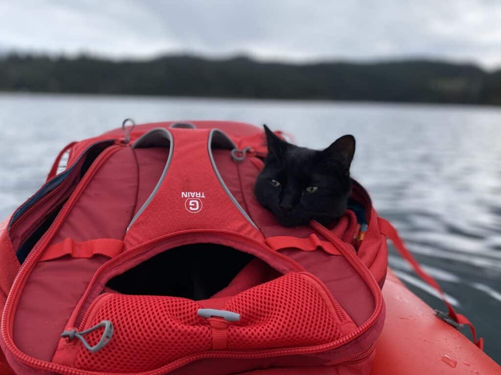 Cat on a kayak
