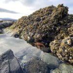 West Coast of Vancouver Island