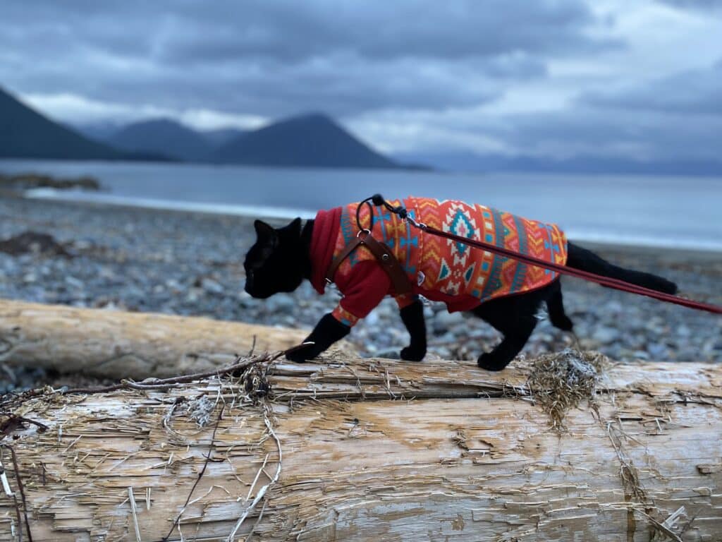 Cat on a beach