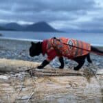 Cat on a beach