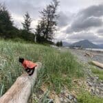 Cat on a beach