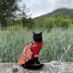 Cat on a beach