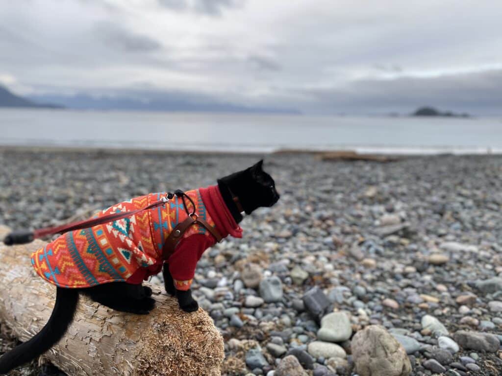 Cat on a beach