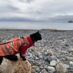 Cat on a beach