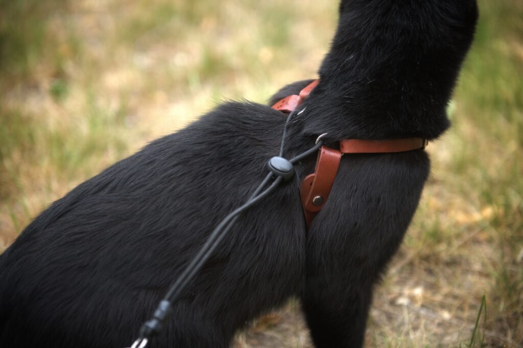 The Outbound Cat harness