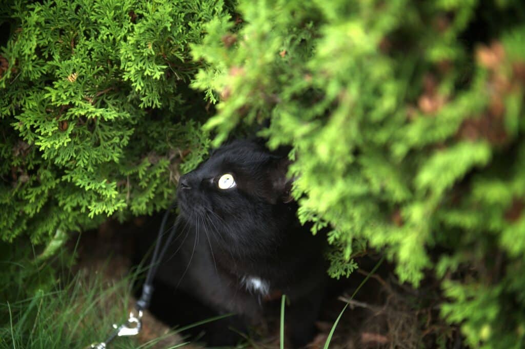 Cat laying in grass