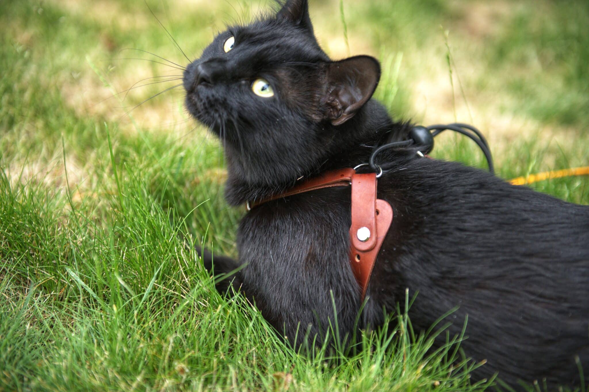 Cat laying in grass